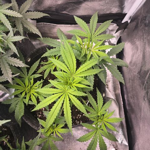 BUBBA KUSH X GELATO growlog timeline photo