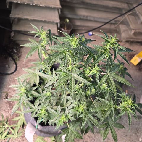 Gorilla growlog timeline photo