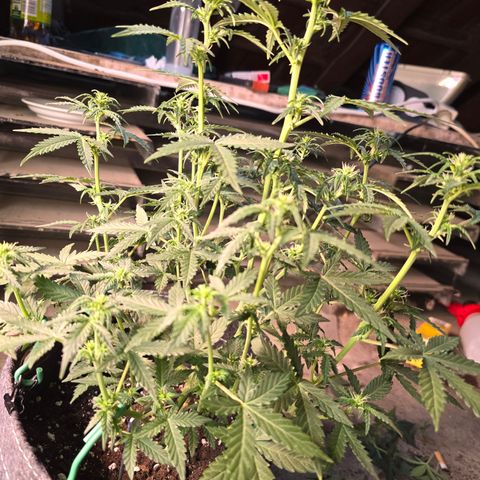 Gorilla growlog timeline photo