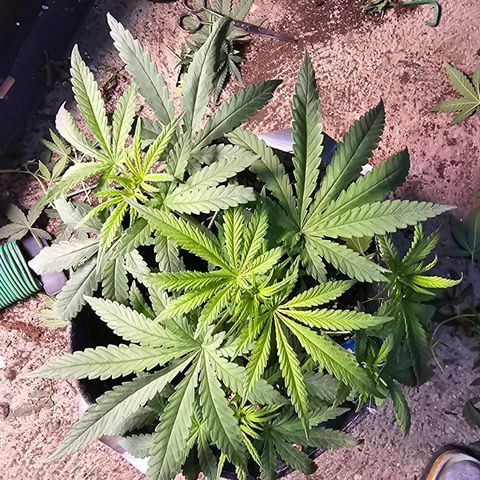 BUBBA KUSH X GELATO growlog timeline photo