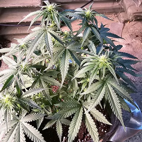 Vanille Gelato growlog timeline photo