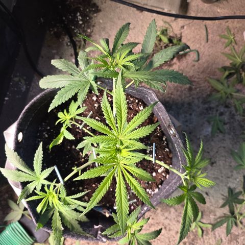 BUBBA KUSH X GELATO growlog timeline photo