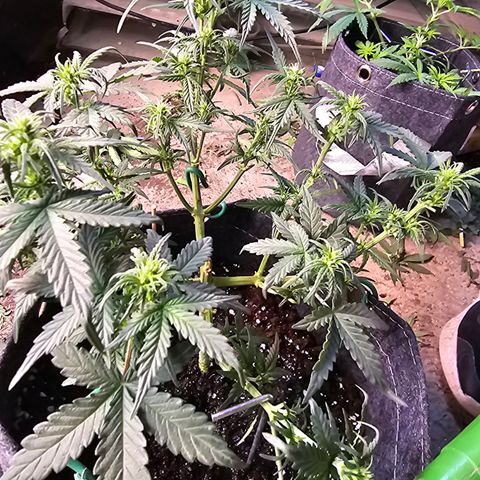 White Widow growlog timeline photo