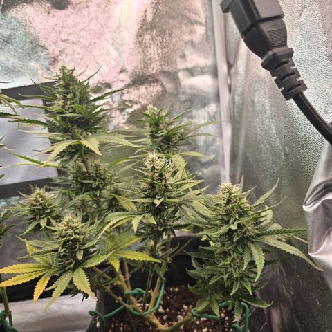 Vanille Gelato growlog timeline photo