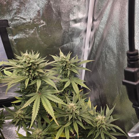 Vanille Gelato growlog timeline photo