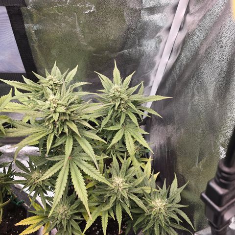 Vanille Gelato growlog timeline photo