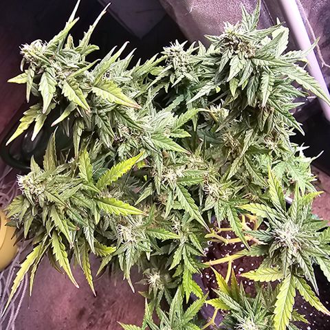 Gorilla growlog timeline photo