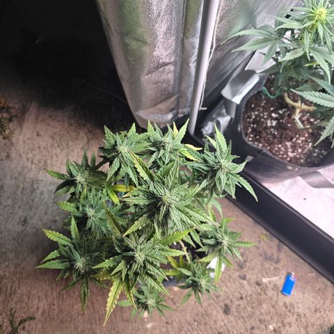 Gorilla growlog timeline photo