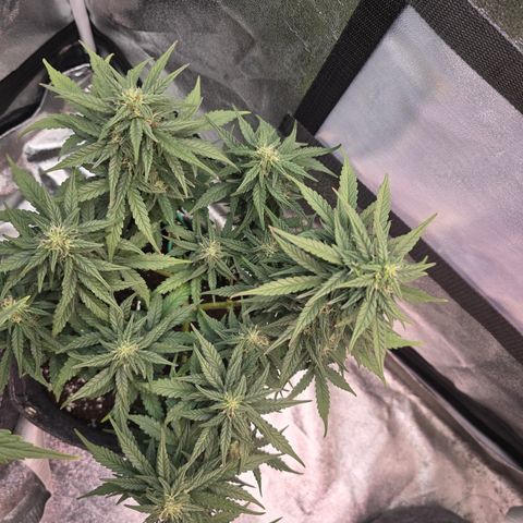 White Widow growlog timeline photo