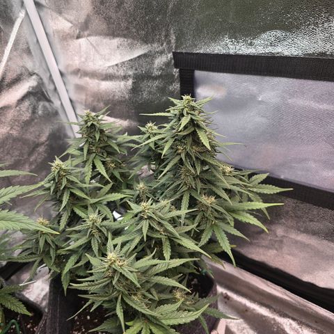 White Widow growlog timeline photo