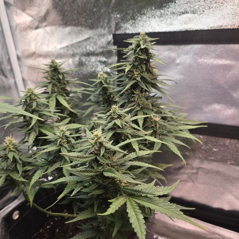 White Widow growlog timeline photo