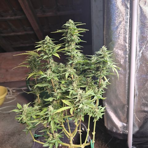 Gorilla growlog timeline photo