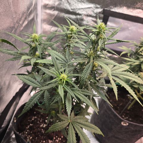 King's Juice X King's Kush Auto growlog timeline photo