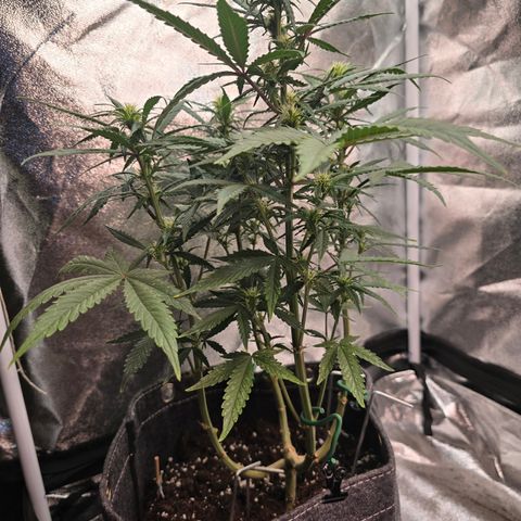 King's Juice X King's Kush Auto growlog timeline photo