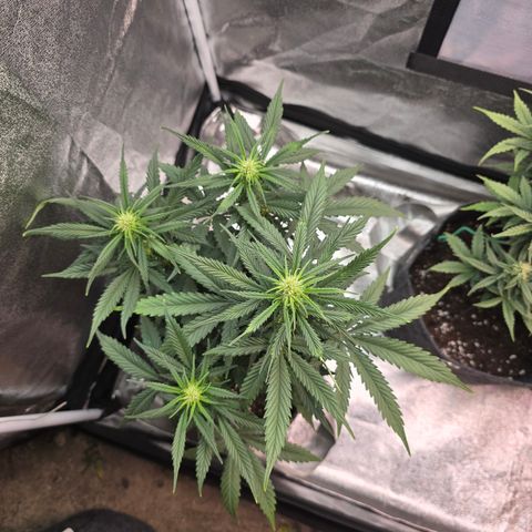 King's Juice X King's Kush Auto growlog timeline photo
