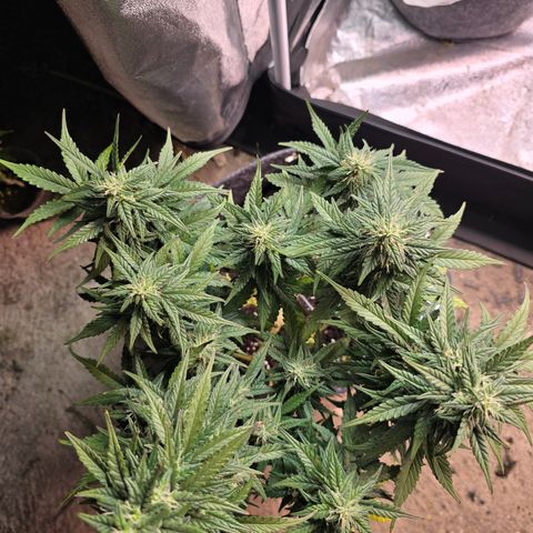 White Widow growlog timeline photo