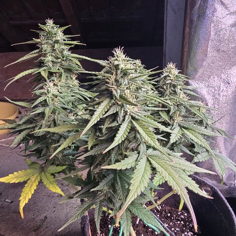 White Widow growlog timeline photo