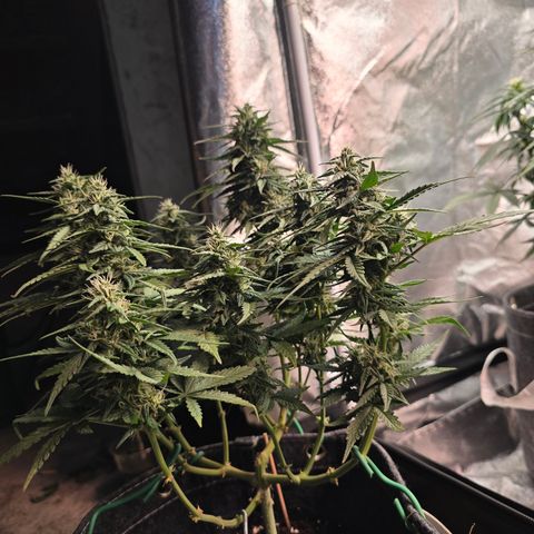 White Widow growlog timeline photo
