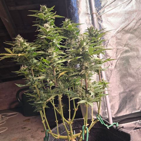 Gorilla growlog timeline photo