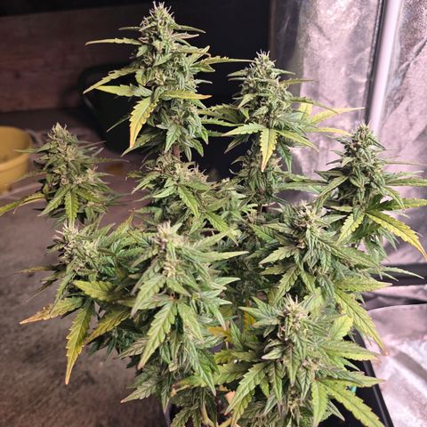 Gorilla growlog timeline photo