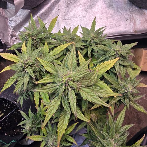 Gorilla growlog timeline photo