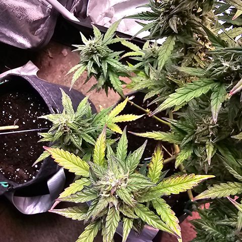 Gorilla growlog timeline photo