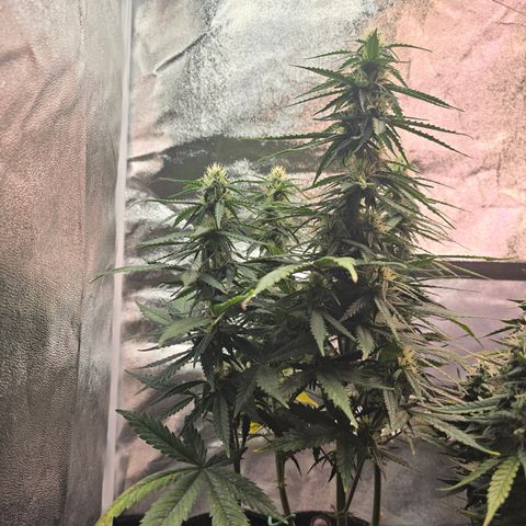 King's Juice X King's Kush Auto growlog timeline photo