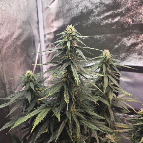 King's Juice X King's Kush Auto growlog timeline photo