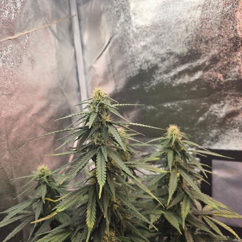 King's Juice X King's Kush Auto growlog timeline photo
