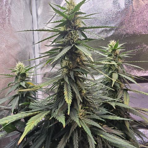 King's Juice X King's Kush Auto growlog timeline photo