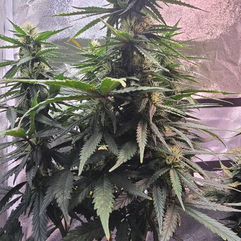 King's Juice X King's Kush Auto growlog timeline photo