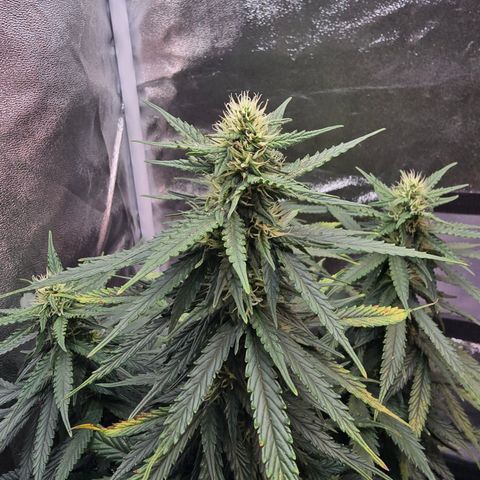King's Juice X King's Kush Auto growlog timeline photo