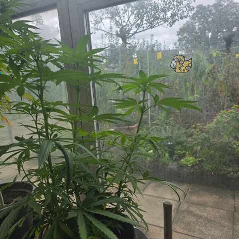 BUBBA KUSH X GELATO growlog timeline photo