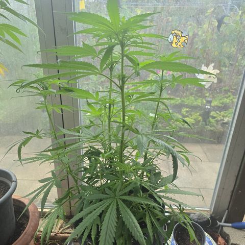 BUBBA KUSH X GELATO growlog timeline photo