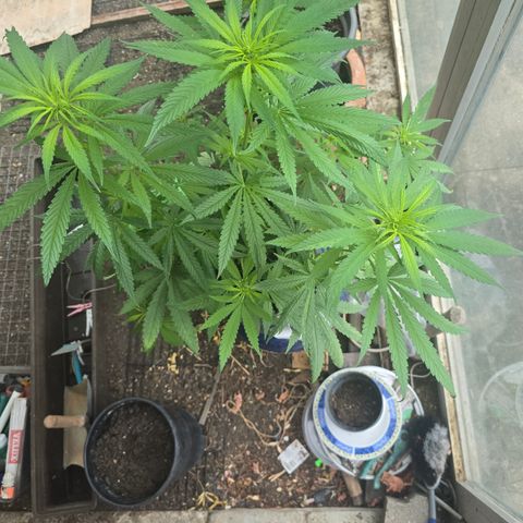 BUBBA KUSH X GELATO growlog timeline photo