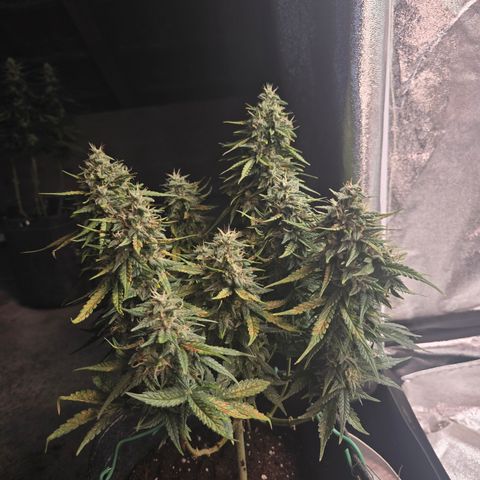 White Widow growlog timeline photo
