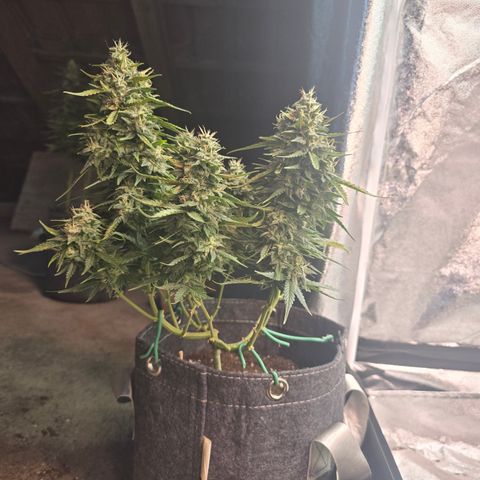 White Widow growlog timeline photo