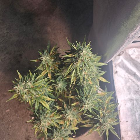 White Widow growlog timeline photo