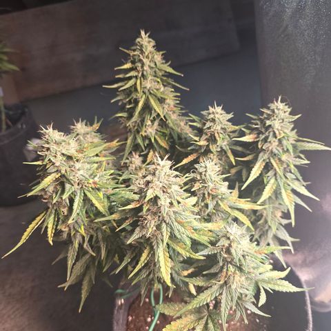 White Widow growlog timeline photo