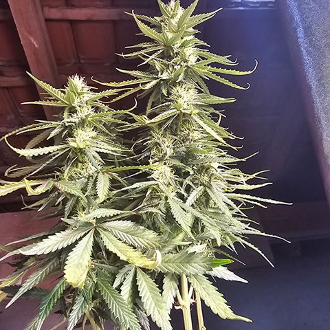 King's Juice X King's Kush Auto growlog timeline photo