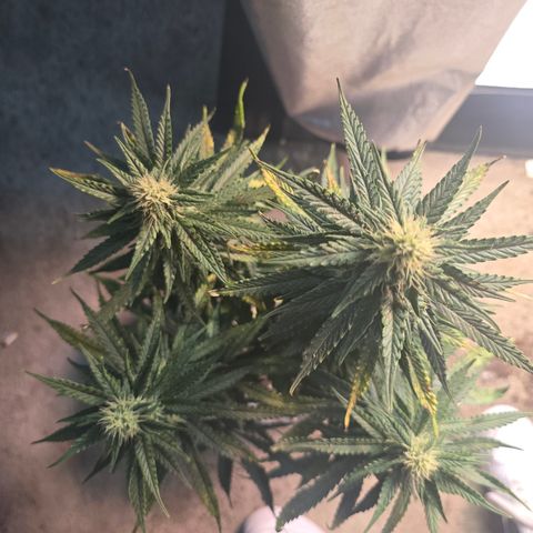 King's Juice X King's Kush Auto growlog timeline photo