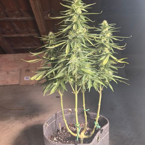 King's Juice X King's Kush Auto growlog timeline photo