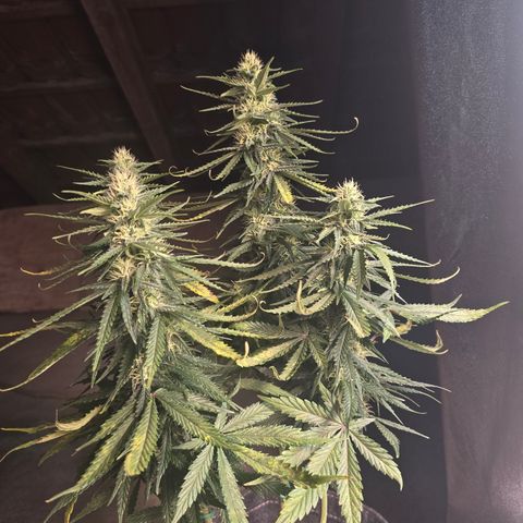King's Juice X King's Kush Auto growlog timeline photo