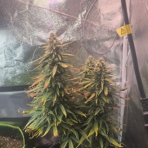 King's Juice X King's Kush Auto growlog timeline photo