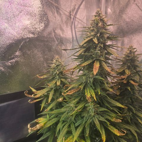 King's Juice X King's Kush Auto growlog timeline photo