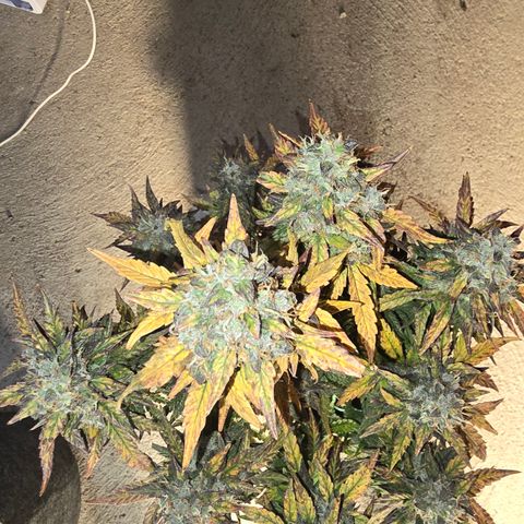 Gorilla growlog timeline photo