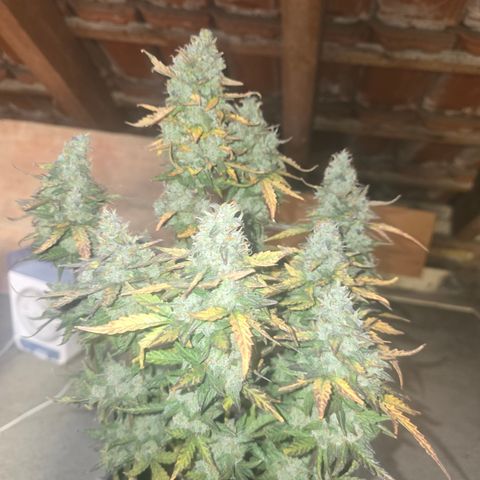 Gorilla growlog timeline photo