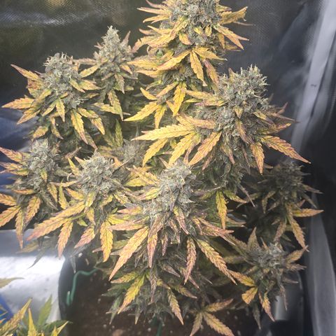 Gorilla growlog timeline photo