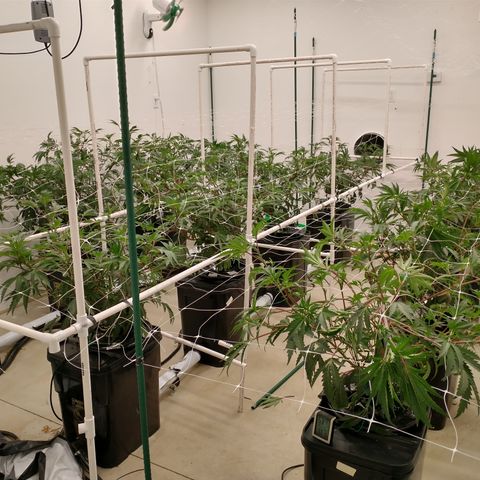 Solo growlog timeline photo