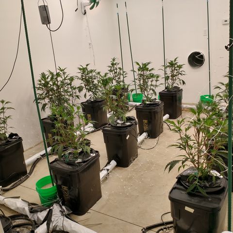 Solo growlog timeline photo